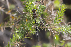 Archaeosynthemis leachii