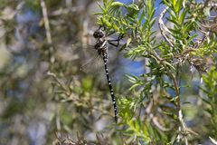 Archaeosynthemis leachii