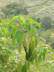 Acalypha macrostachya