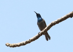 Cyanomitra cyanolaema