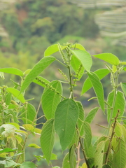 Acalypha macrostachya