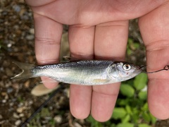 Opsariichthys pachycephalus