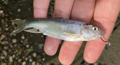 Opsariichthys pachycephalus