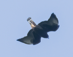 Buteo brachyurus image