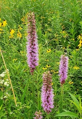 Liatris pycnostachya