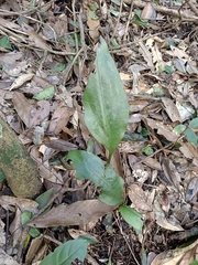 Cryptostylis arachnites