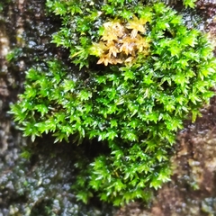 Zygodon viridissimus