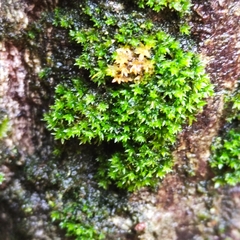 Zygodon viridissimus