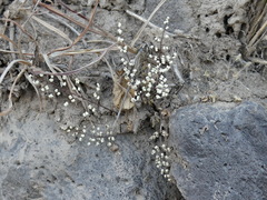 Argyrochosma nivea nivea