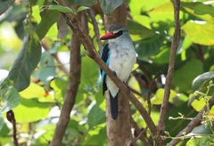 Halcyon senegalensis
