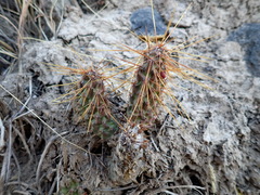 Airampoa ayrampo