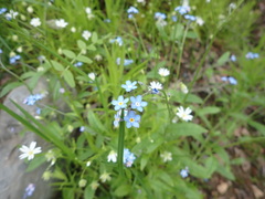 Myosotis