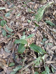 Cryptostylis arachnites