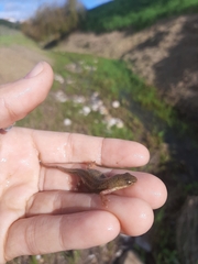 Lissotriton maltzani