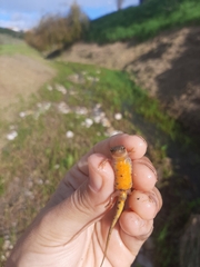 Lissotriton maltzani