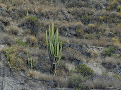 Corryocactus brevistylus