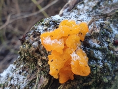 Tremella mesenterica