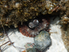 Octopus djinda