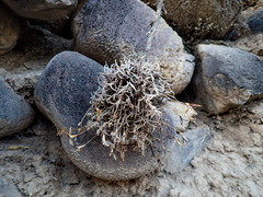 Tillandsia virescens