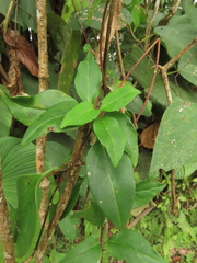 Valeriana crassifolia