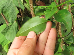 Valeriana crassifolia