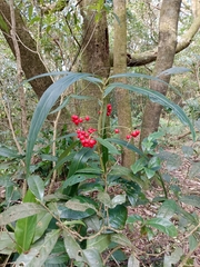 Ardisia crispa