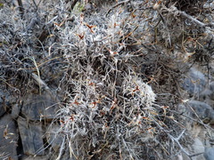 Tillandsia virescens