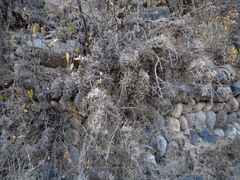 Tillandsia virescens