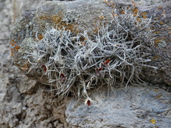 Tillandsia virescens