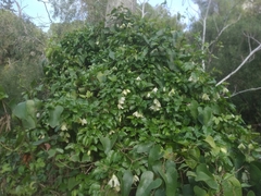 Clematis cirrhosa