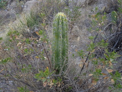 Corryocactus brevistylus
