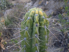 Corryocactus brevistylus