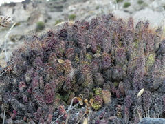 Airampoa ayrampo