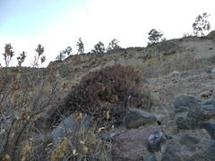 Airampoa ayrampo