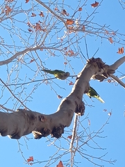 Myiopsitta monachus