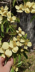 Cornus capitata