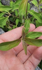 Cornus capitata