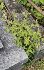 Cornus capitata