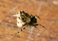 Phoroncidia hankiewiczi