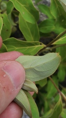 Cornus capitata