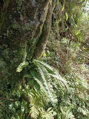 Asplenium normale