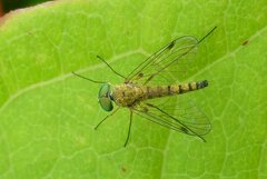Chrysopilus asiliformis