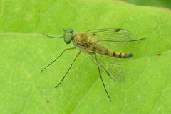 Chrysopilus asiliformis