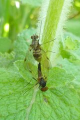 Chrysopilus cristatus