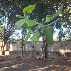 Ficus benghalensis