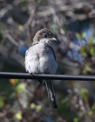 Lanius collaris collaris