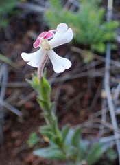 Zaluzianskya microsiphon