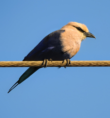 Coracias cyanogaster