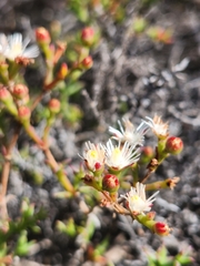 Ruschia tenella