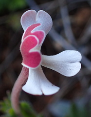 Zaluzianskya microsiphon